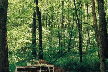 A coffin is placed in a forest surrounded by trees