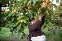 A photo of a man at an orchard picking persimmons from a tree.