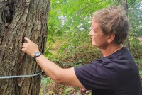 A photo of a man checking a maple tree outside.